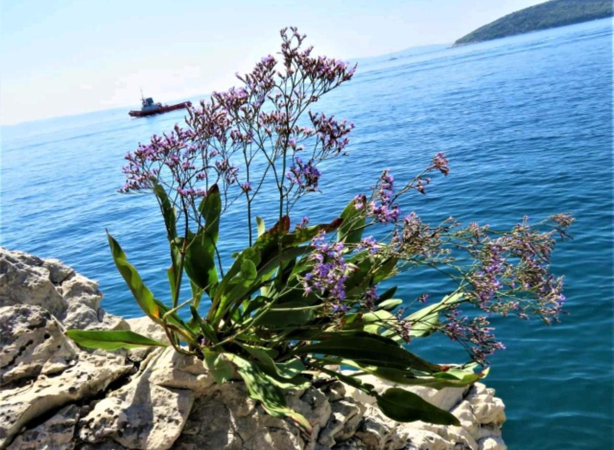 Apartment Vlatka Split Bagian luar foto